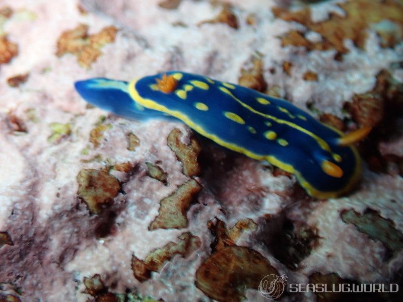 アオウミウシ Hypselodoris festiva