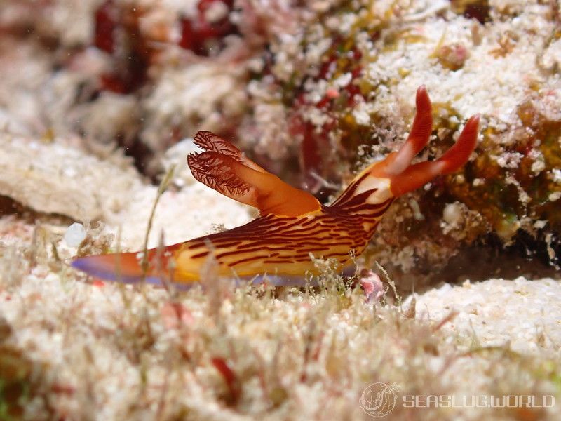 セグロリュウグウウミウシ Nembrotha chamberlaini