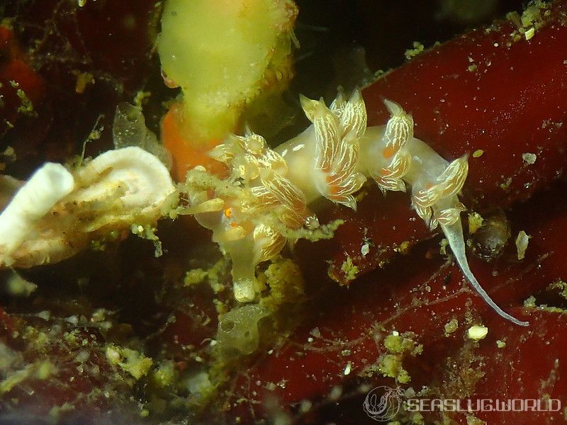 ハクセンミノウミウシ属の一種 3 Cratena sp. 3