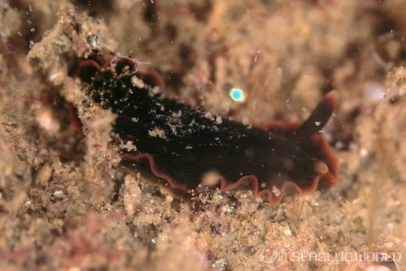 クロシタナシウミウシ Dendrodoris arborescens