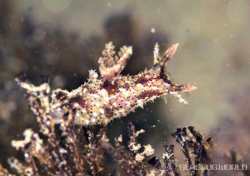 ヒカリウミウシ Plocamopherus tilesii