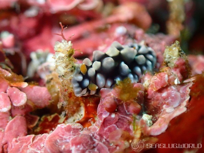 コウシンウミウシ Dendrodoris carbunculosa