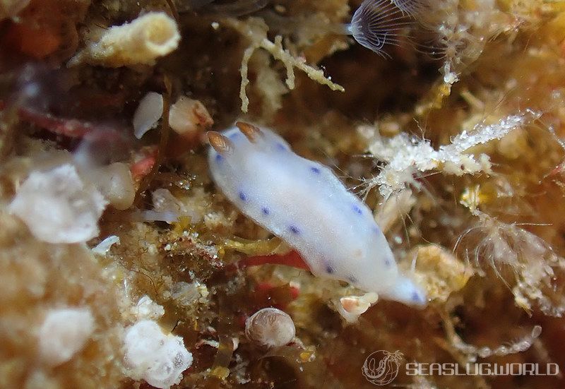 クボミイロウミウシ Hypselodoris lacuna