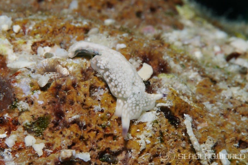 チドリミドリガイ Plakobranchus ocellatus