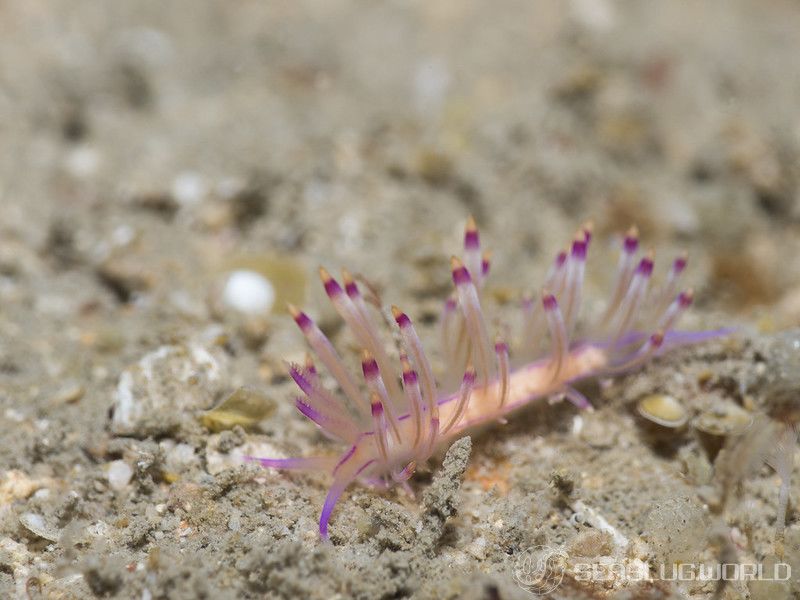 セスジミノウミウシ Coryphellina sp. 4