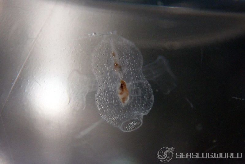 ヒョウタンハダカカメガイ Thliptodon akatukai 世界のウミウシ