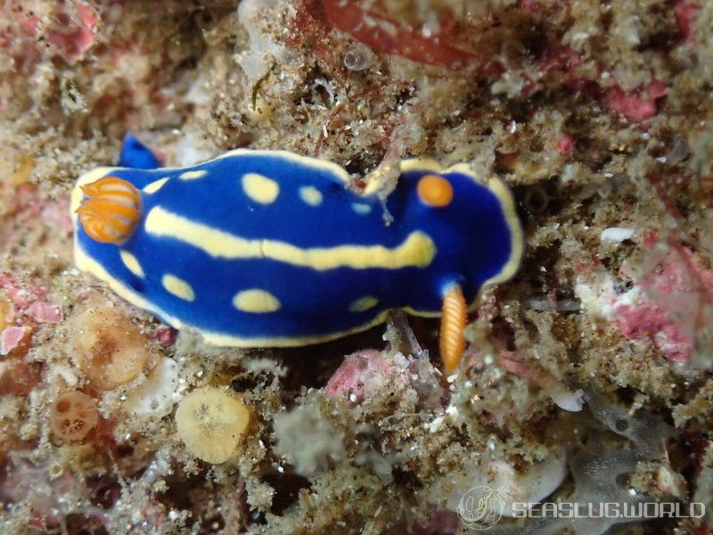 アオウミウシ Hypselodoris festiva