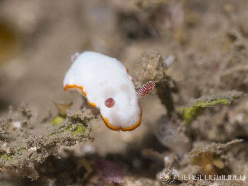 ミナミシラヒメウミウシ Goniobranchus verrieri