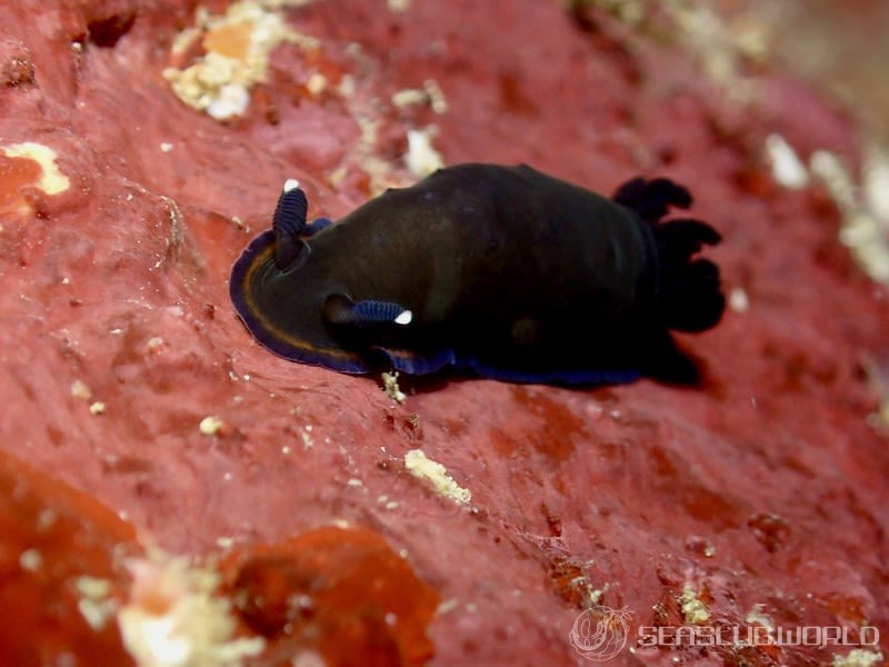 ホンクロシタナシウミウシ Dendrodoris nigra