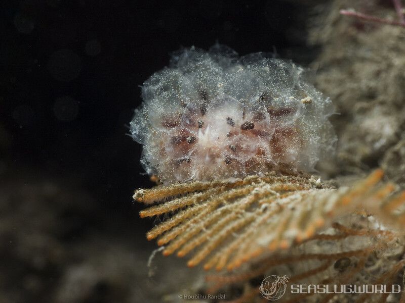 コヤナギウミウシ属の一種 12 Janolus sp.12