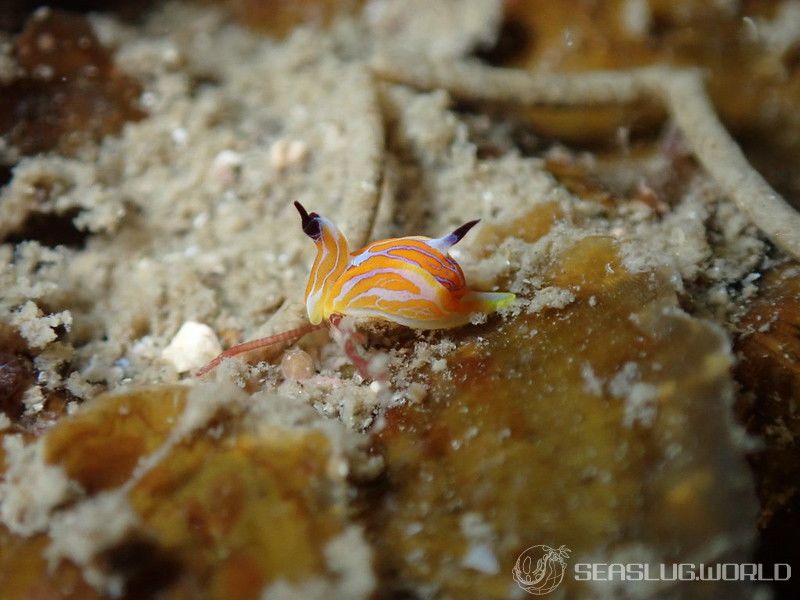 キマダラウミコチョウ Siphopteron tigrinum