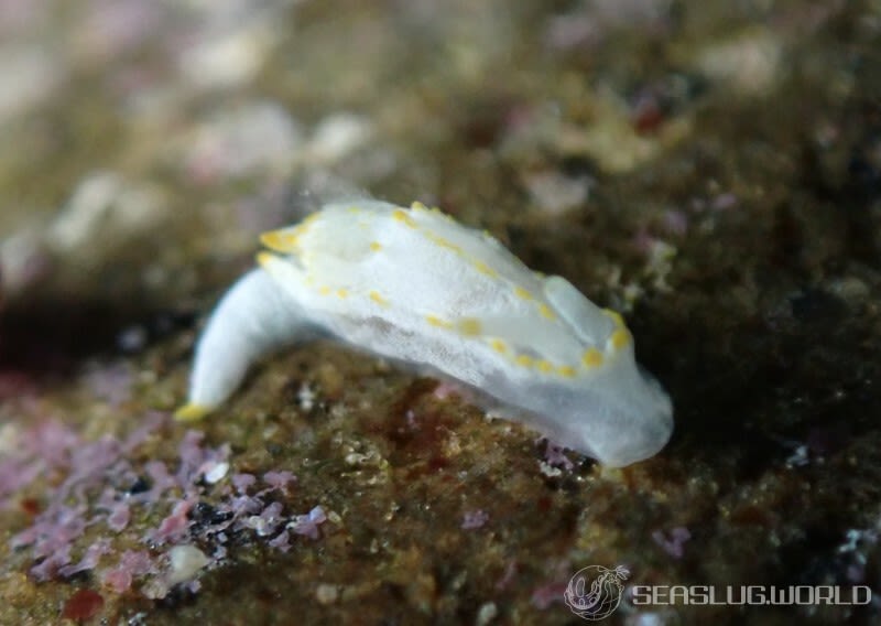 コトヒメウミウシ Goniodoridella borealis