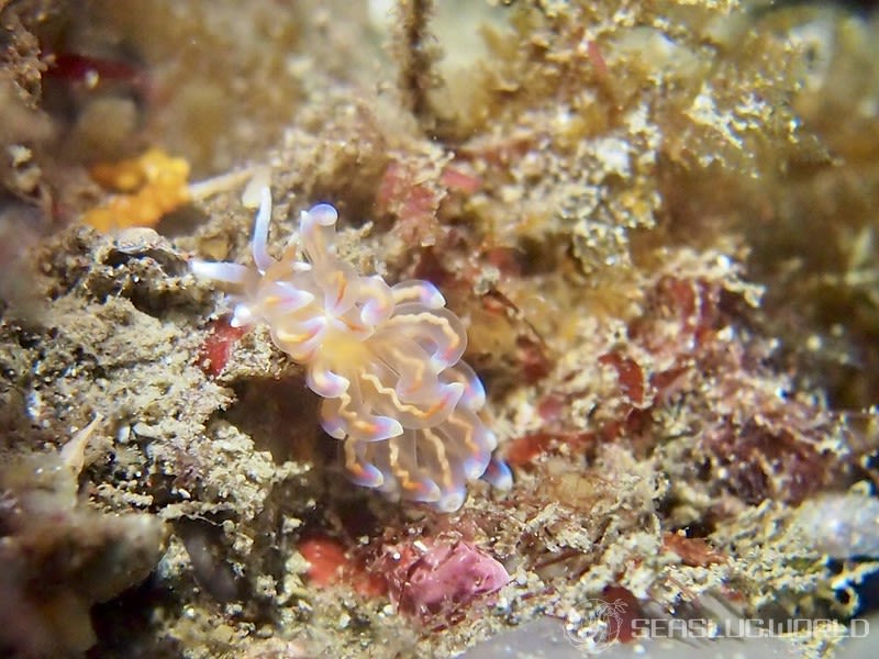 オパールミノウミウシ Phyllodesmium opalescens