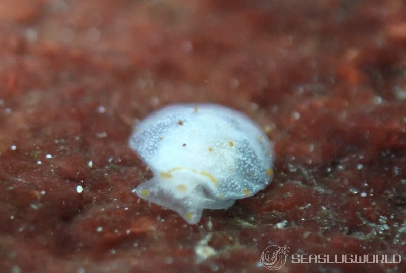 カメノコフシエラガイ Pleurobranchus peronii