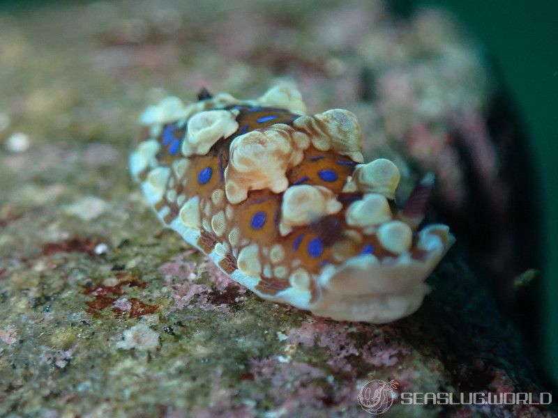 ミヤコウミウシ Dendrodoris krusensternii