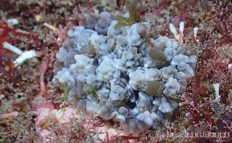 イシガキウミウシ Dendrodoris tuberculosa