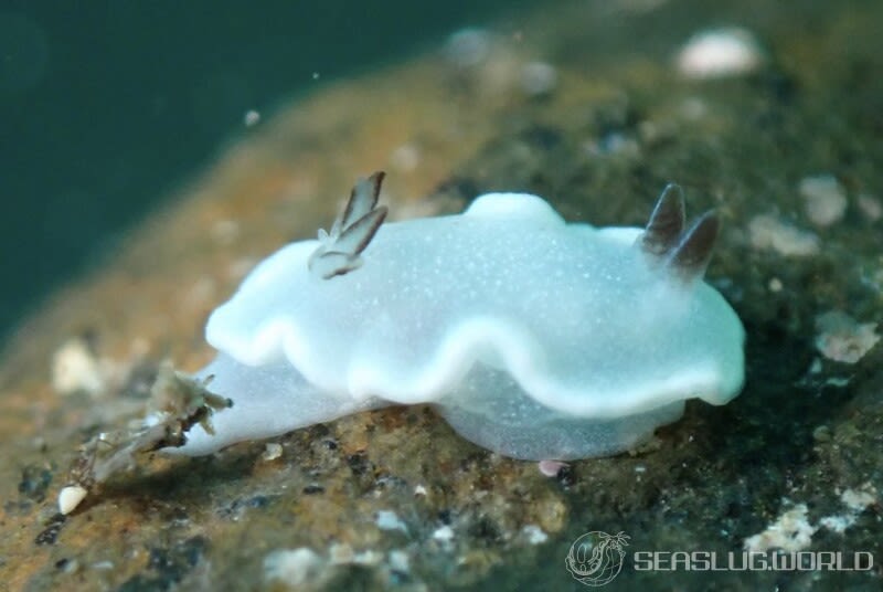 ジボガウミウシ Glossodoris misakinosibogae