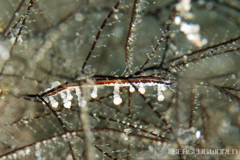 ヤマンバミノウミウシ Eubranchus putnami