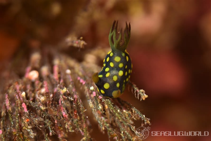 サガミリュウグウウミウシ Tambja sagamiana