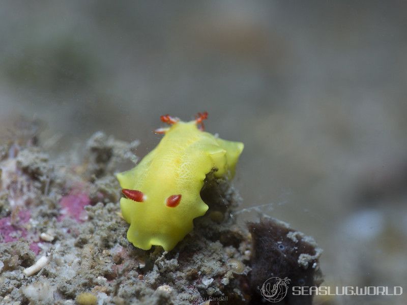 シラユキウミウシ属の一種 3 Verconia sp. 3