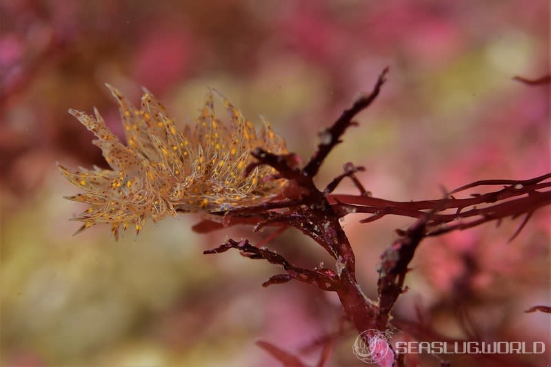 タマガワコヤナギウミウシ Janolus indicus