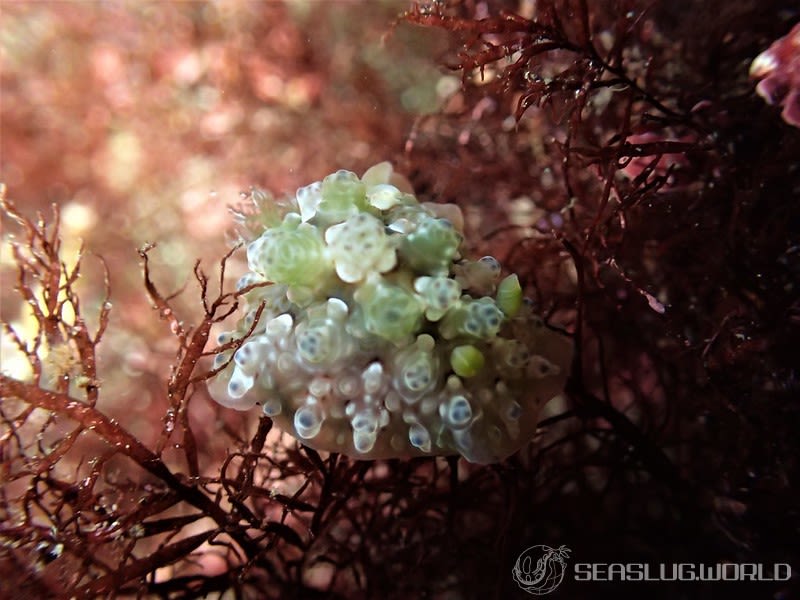 イシガキウミウシ Dendrodoris tuberculosa