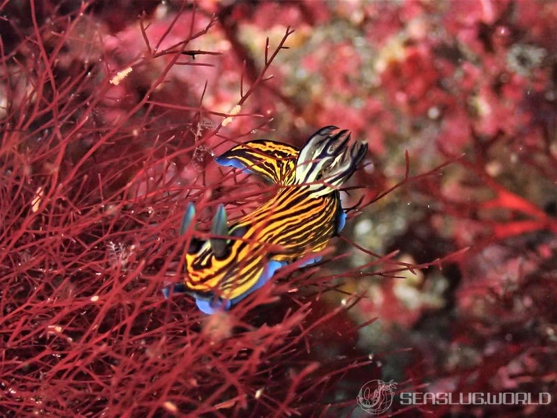 イシガキリュウグウウミウシ Tyrannodoris luteolineata