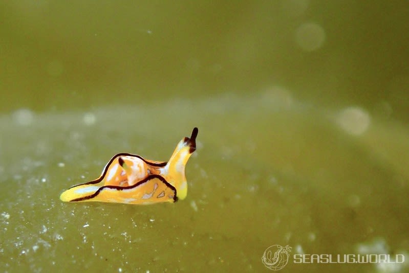 クロフチウミコチョウ Siphopteron nigromarginatum