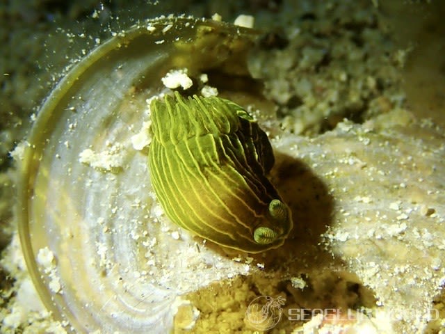 タスジキヌハダウミウシ Gymnodoris sp. 2