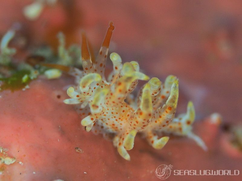 アカボシミノウミウシ Eubranchus echizenicus