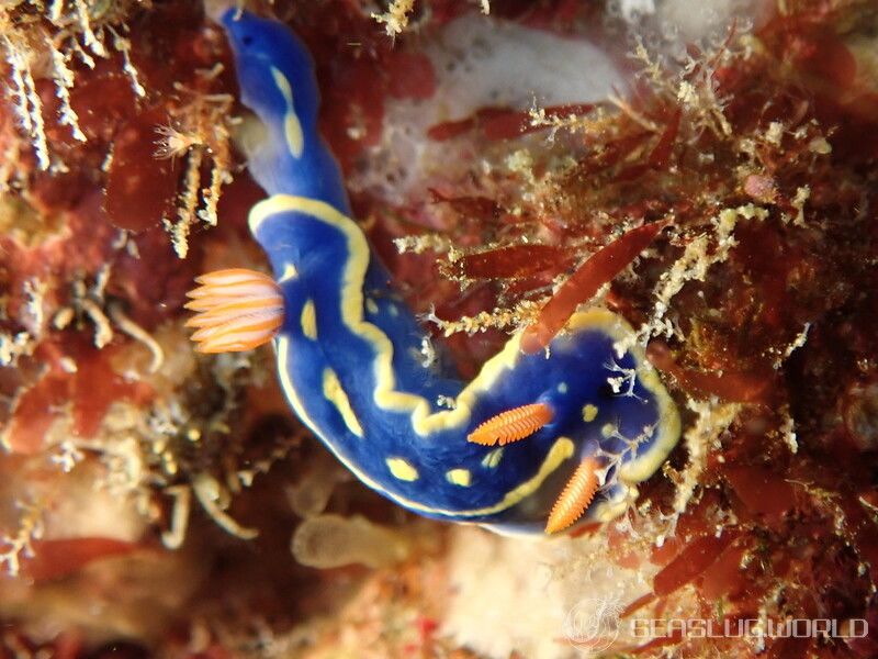 アオウミウシ Hypselodoris festiva