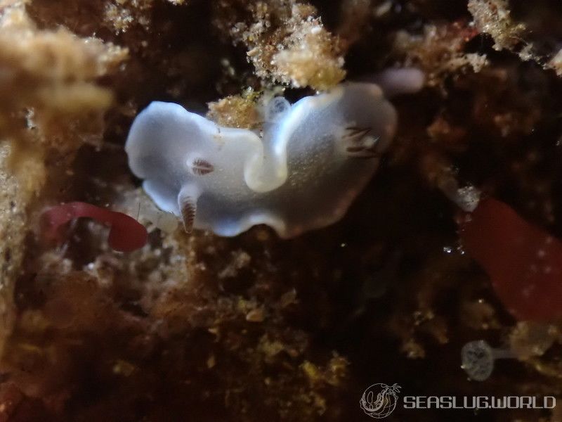 ジボガウミウシ Glossodoris misakinosibogae