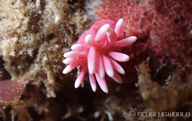 ヒロウミウシ Ceratodoris hiroi