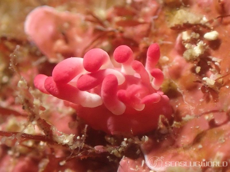 ミナミヒロウミウシ Ceratodoris nakamotoensis