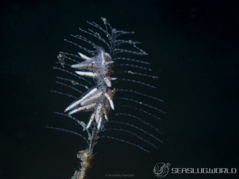 ホソミノウミウシ Eubranchus sp. 9