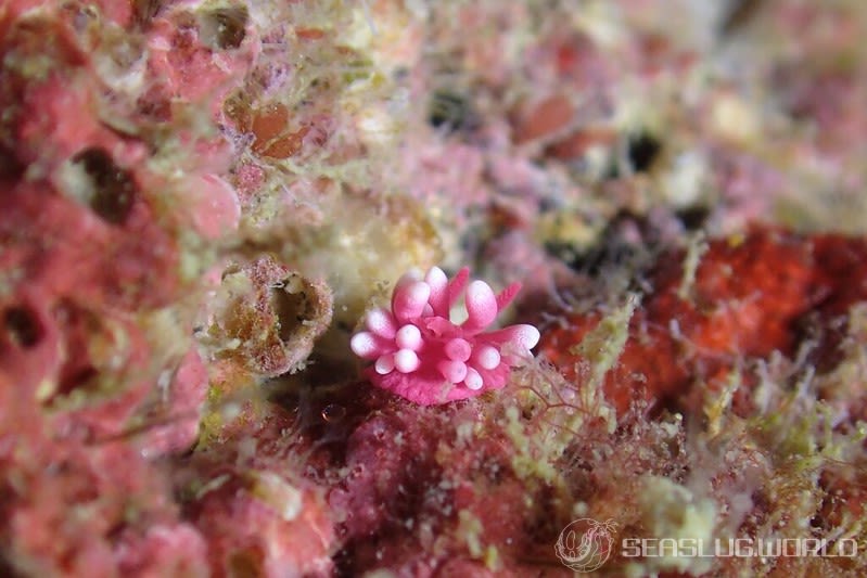 ヒロウミウシ Ceratodoris hiroi