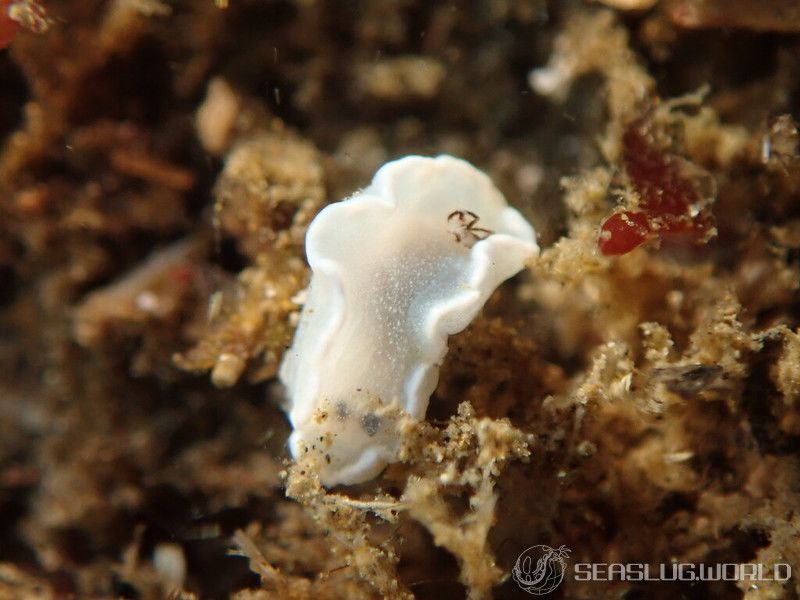 ジボガウミウシ Glossodoris misakinosibogae