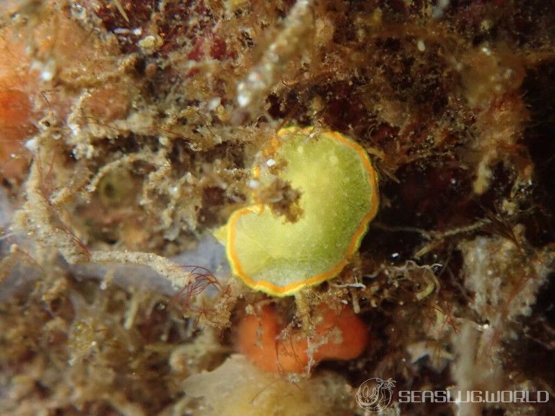 ミツイラメリウミウシ Diaphorodoris mitsuii