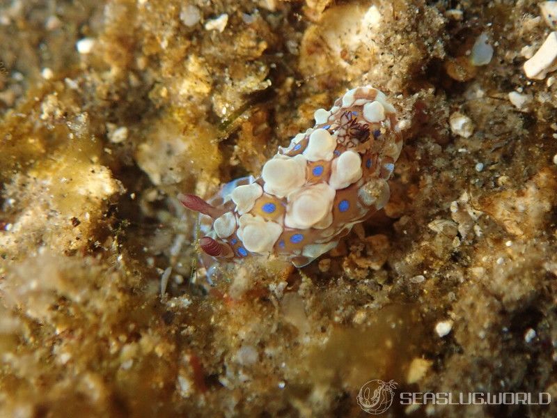 ミヤコウミウシ Dendrodoris krusensternii