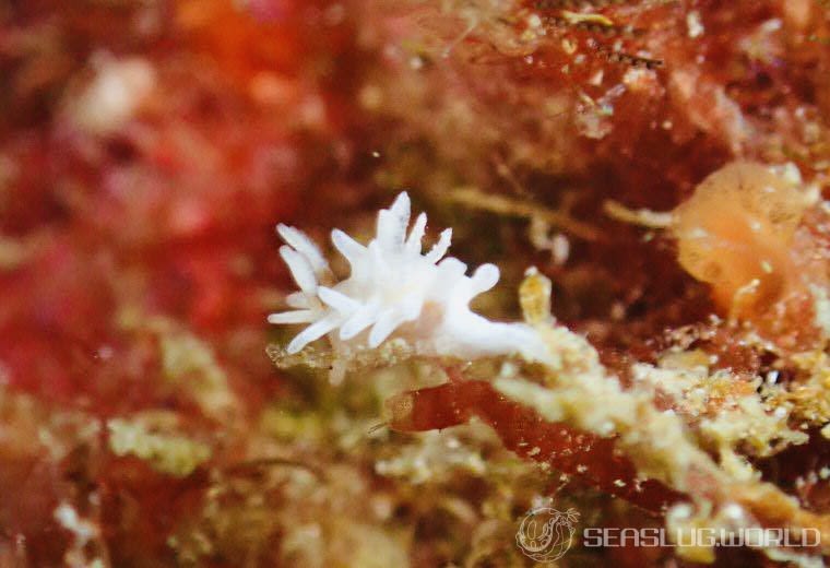 シロイバラウミウシ Bermudella japonica