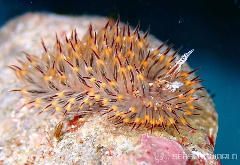 コヤナギウミウシ Janolus toyamensis