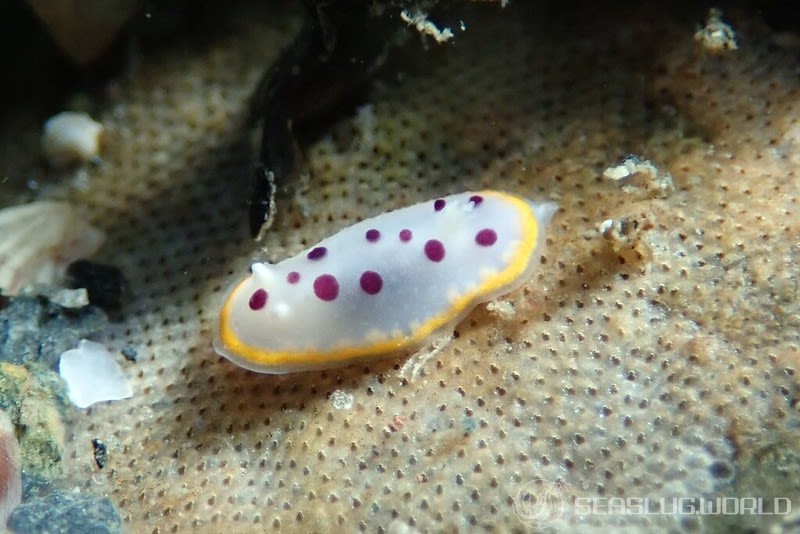 シラライロウミウシ Goniobranchus tumuliferus