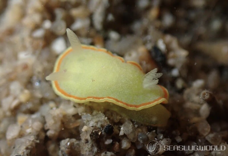 ミツイラメリウミウシ Diaphorodoris mitsuii