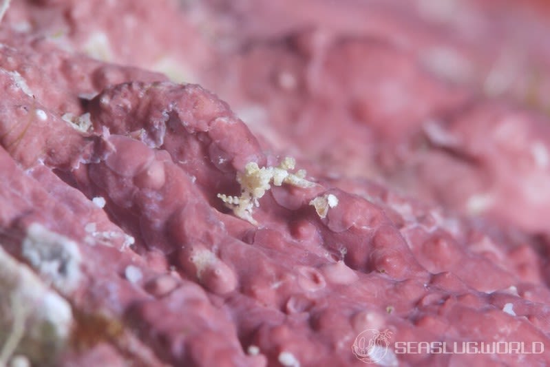 ジュズダマミノウミウシ Eubranchus sp.28