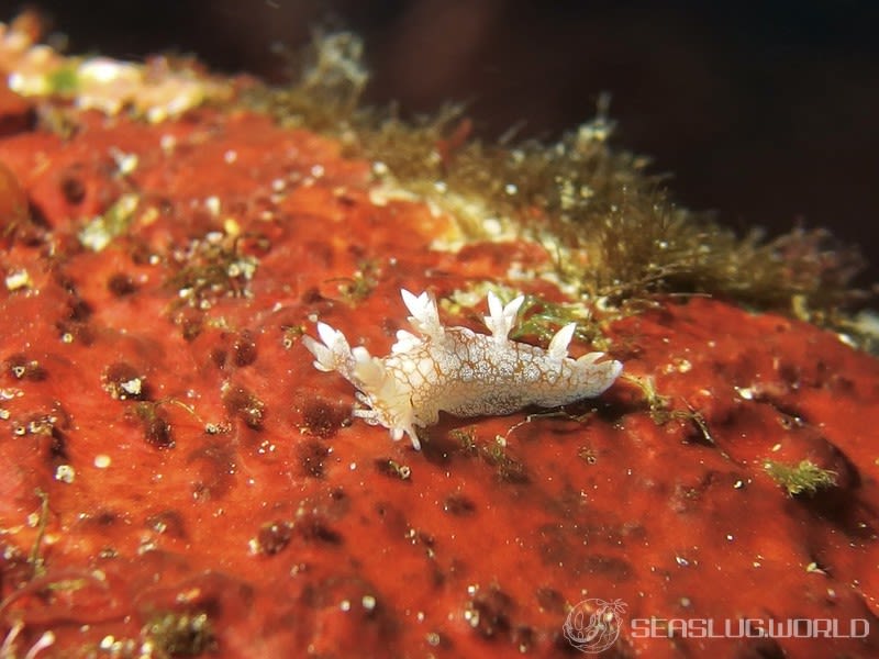 ヤマトユビウミウシ Bornella hermanni