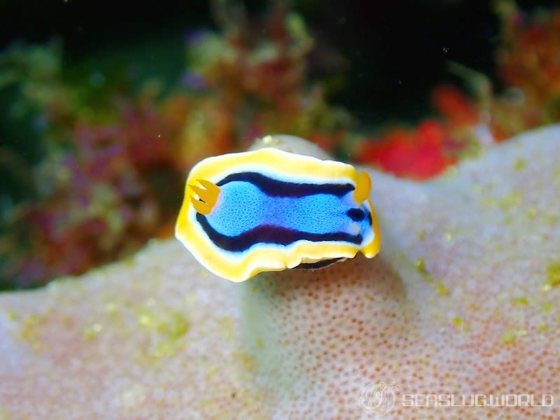 アンナウミウシ Chromodoris annae