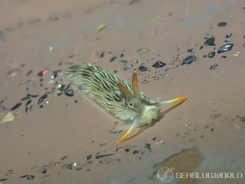 カスミミノウミウシ属の一種 11 Cerberilla sp.11