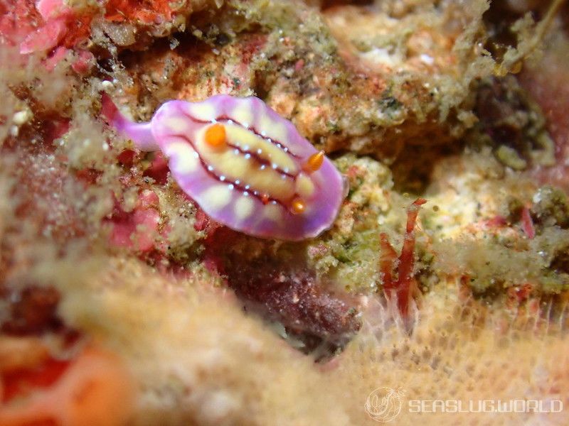 セリスイロウミウシ Hypselodoris cerisae