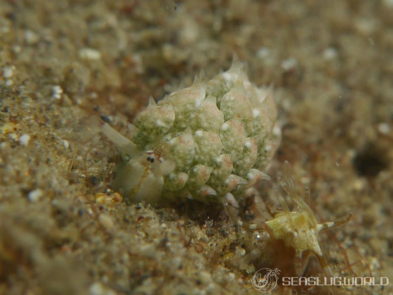 テングモウミウシ Costasiella kuroshimae