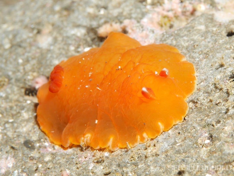 ホンクロシタナシウミウシ Dendrodoris nigra